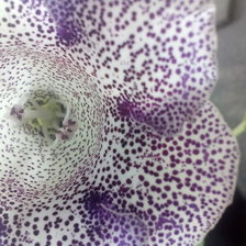 Схема вышивки «Глоксиния»