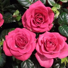 Схема вышивки «розы»