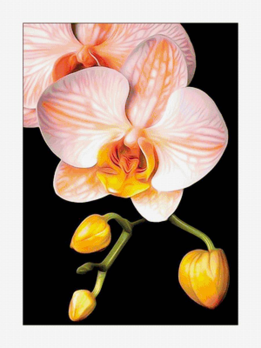 Серия "Орхидеи" - цветы, орхи, флора - предпросмотр