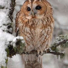 Схема вышивки «птички»