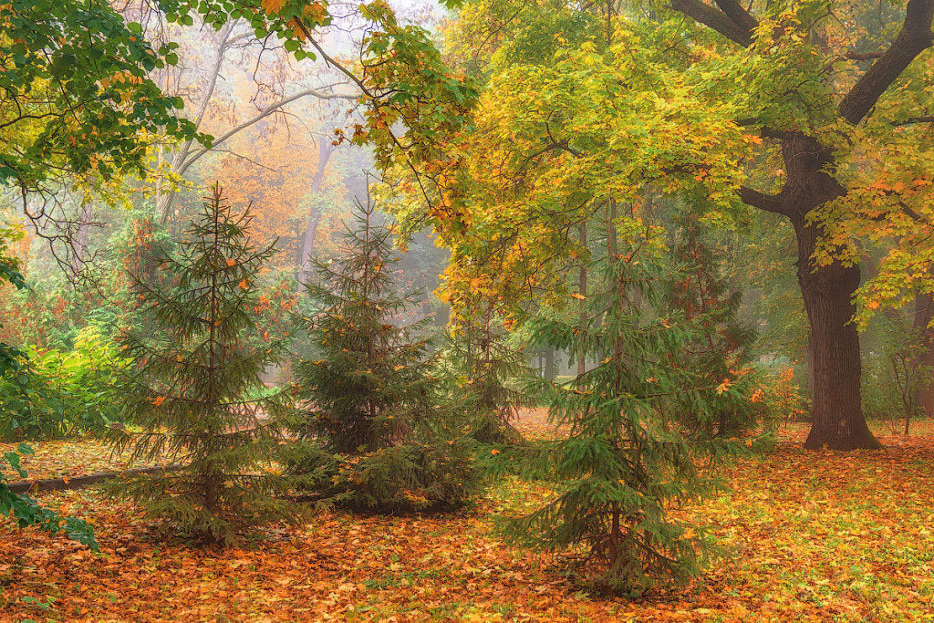 осень - осень ель лес - оригинал