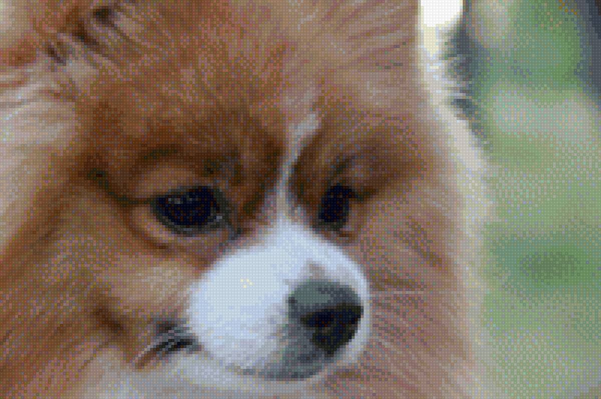 Тима - собаки - предпросмотр