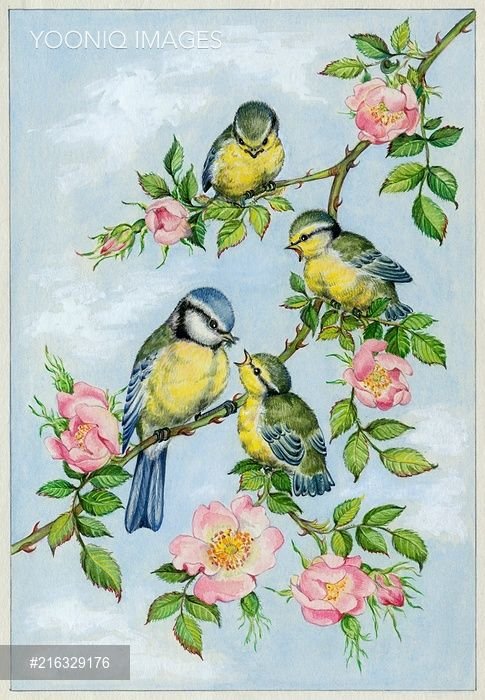 sýkorky - оригинал