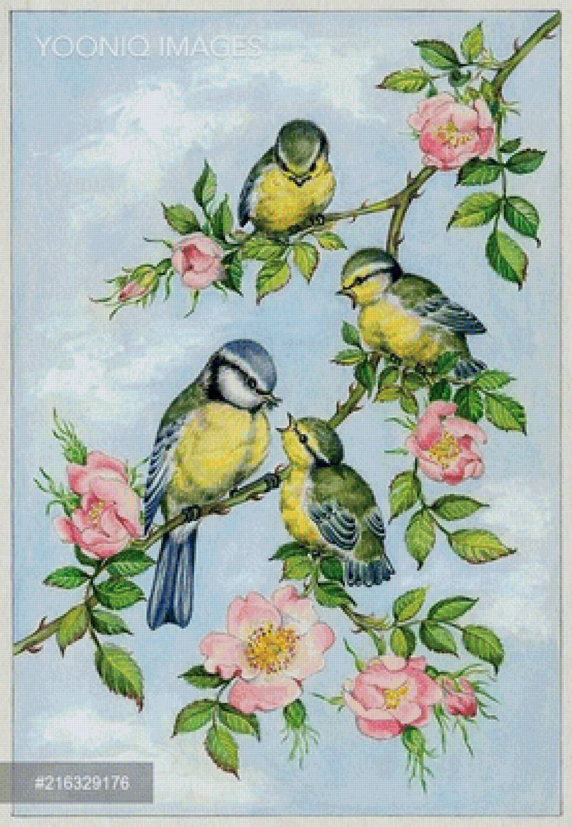 sýkorky - предпросмотр