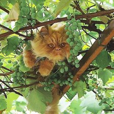 Схема вышивки «№1816644»