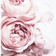 Схема вышивки «Пионы»