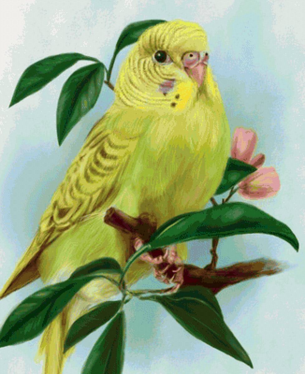 на ветке - птицы - предпросмотр