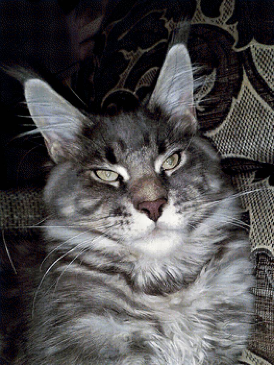 фёдор - кот - предпросмотр