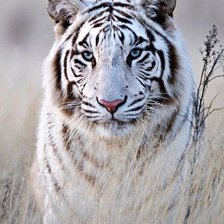 Схема вышивки «Tiger»