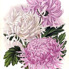 Схема вышивки «Хризантемы.»