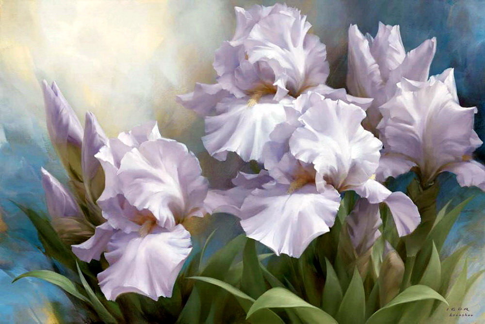 бело голубые ирисы - цветы, ирисы - оригинал