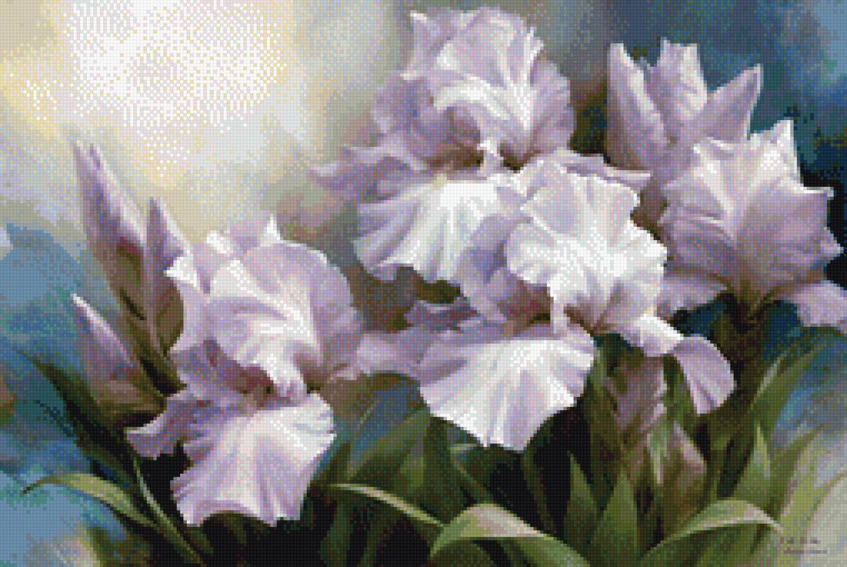 бело голубые ирисы - ирисы, цветы - предпросмотр