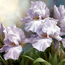 Схема вышивки «бело голубые ирисы»