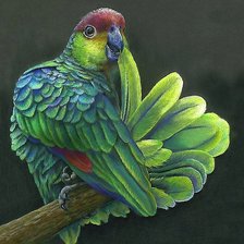 Схема вышивки «попугай»