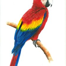 Схема вышивки «Попугай»