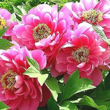 Схема вышивки «№1820533»