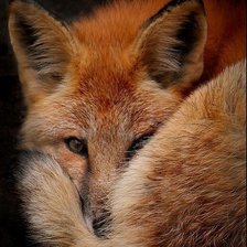 Схема вышивки «мягкая лиса»