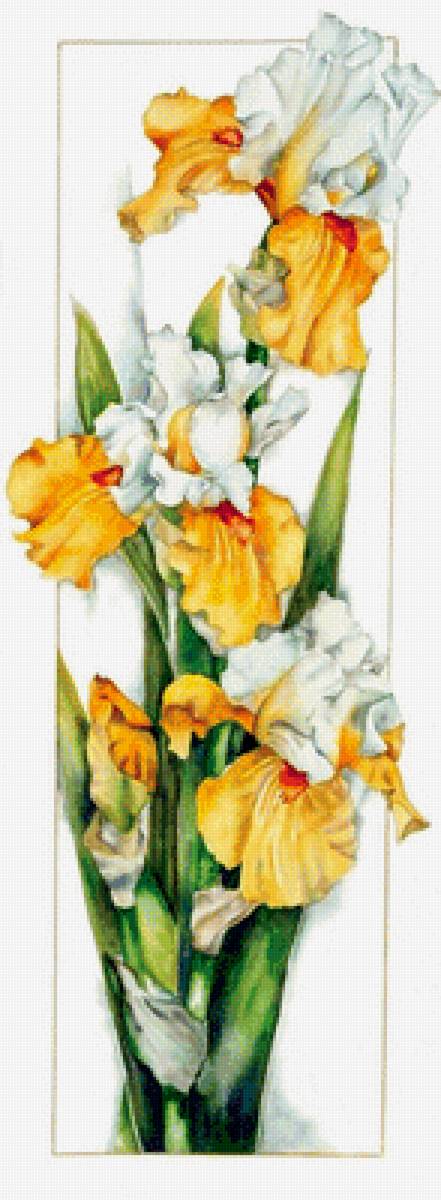 Желтые ирисы - предпросмотр