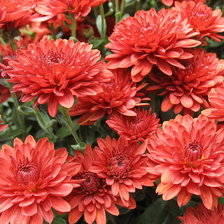 Схема вышивки «№1821040»