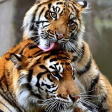 Схема вышивки «Минуты нежности»