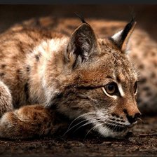 Схема вышивки «Рысёнок»