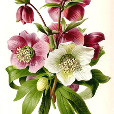 Схема вышивки «Серия "Букет".»