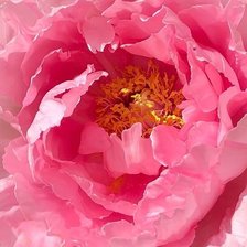 Схема вышивки «ПИОН»