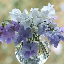 Схема вышивки «ДУШИСТЫЙ ГОРОШЕК»