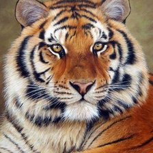 Схема вышивки «тигр»