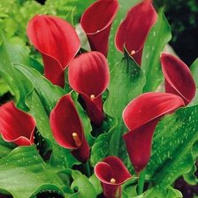 Схема вышивки «№1822426»