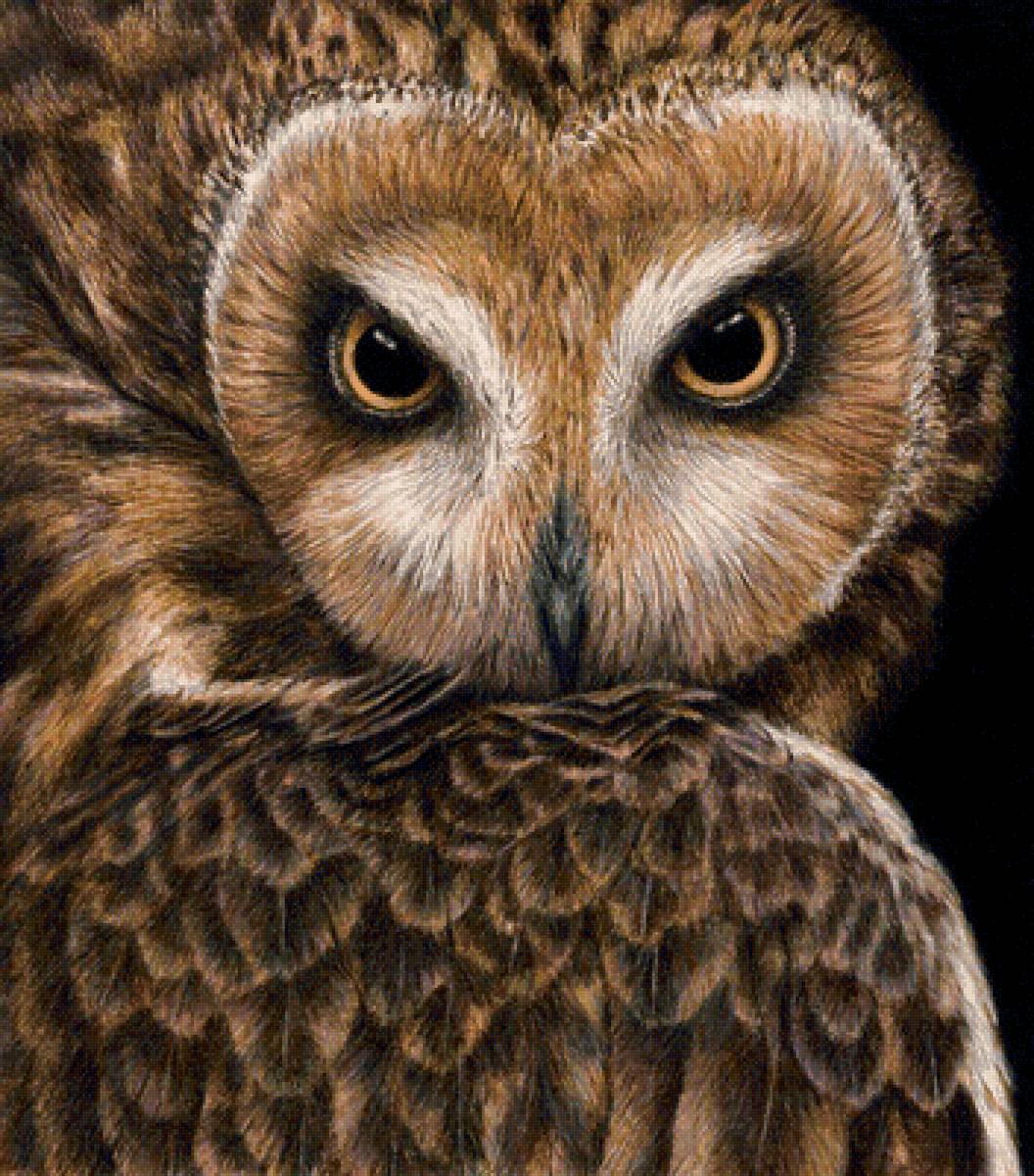 №1822710 - филин, сова, птица - предпросмотр