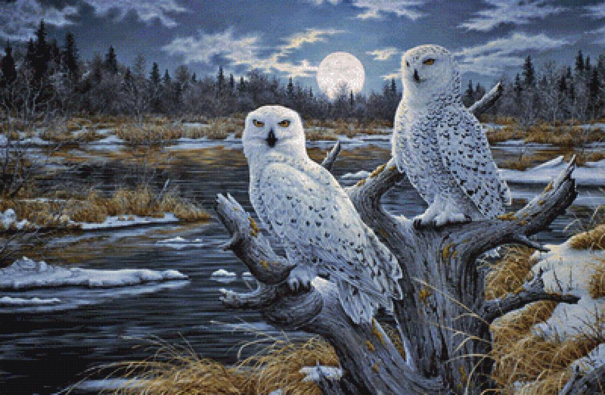 Лунной ночью - природа, совы, птицы, сова - предпросмотр