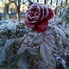 Схема вышивки «№1822774»