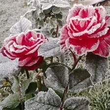 Схема вышивки «№1822779»