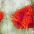 Предпросмотр схемы вышивки «Маки 2» (№1823070)