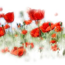 Схема вышивки «Маки 2»