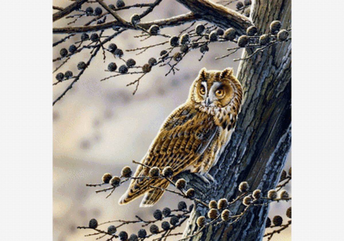 сова - предпросмотр