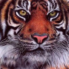 Схема вышивки «дикие»