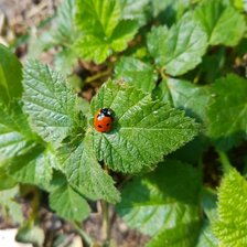 Схема вышивки «Лето»