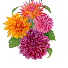 Схема вышивки «Астры»