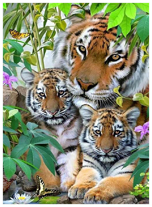 Серия "Хищники". Тигры - тигры, животные, хищники - оригинал