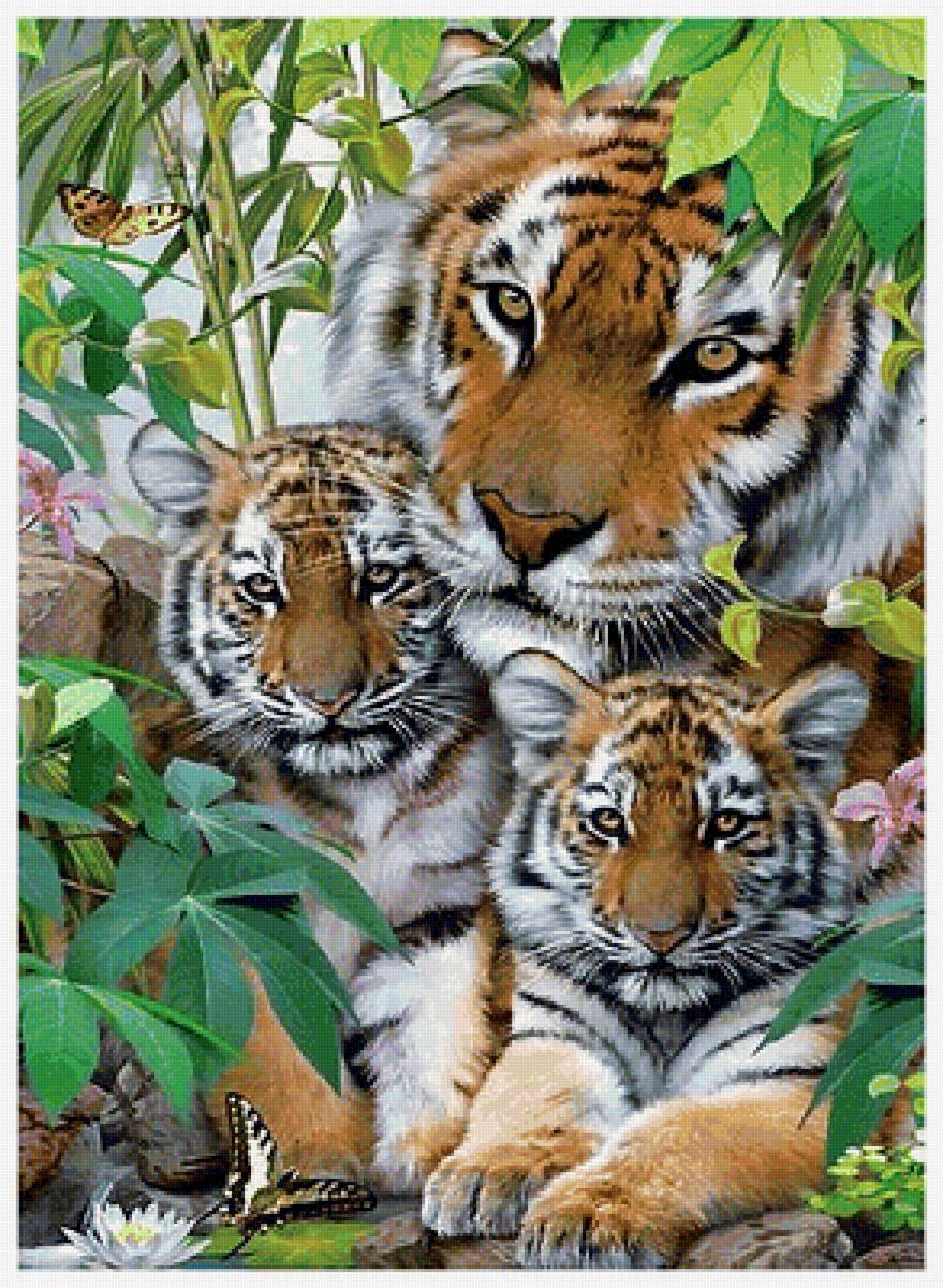 Серия "Хищники". Тигры - тигры, животные, хищники - предпросмотр