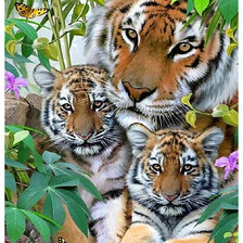 Схема вышивки «Серия "Хищники". Тигры»