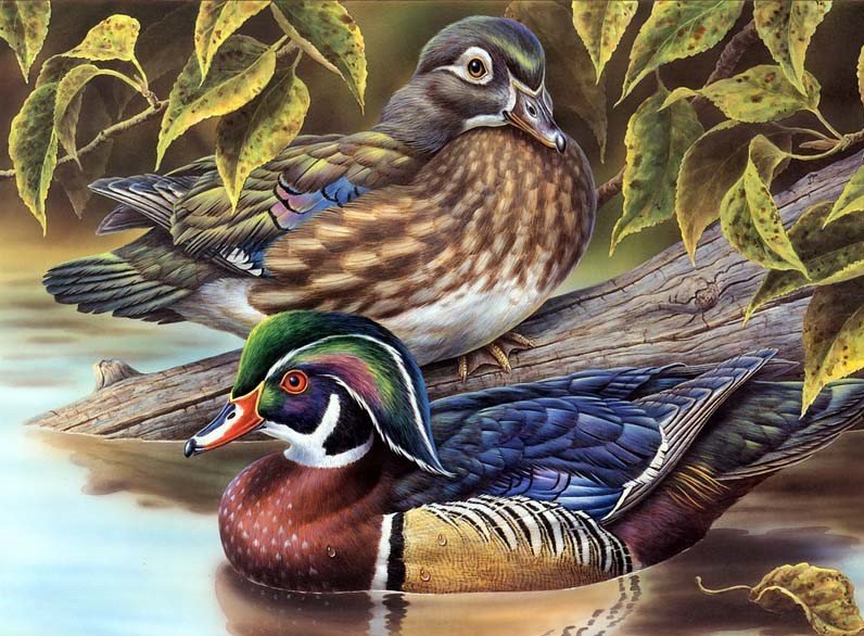 птицы - оригинал