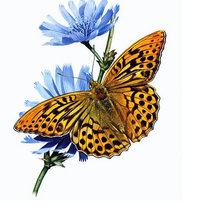 Схема вышивки «Серия "Бабочки".»