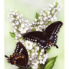 Схема вышивки «Серия "Бабочки".»