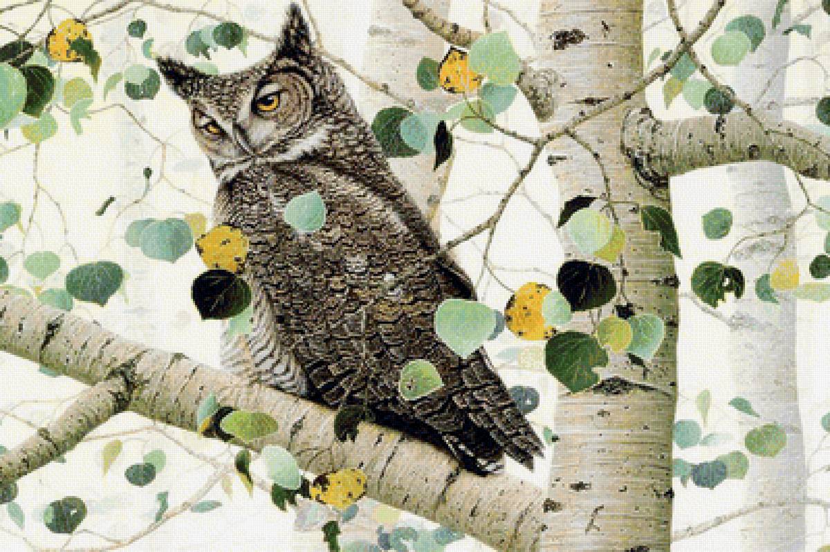 Сова - березы, птицы, птицы на ветке - предпросмотр