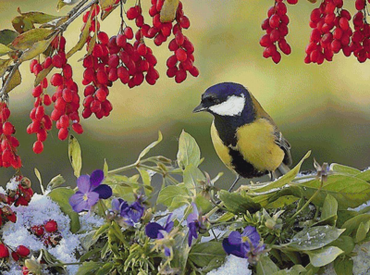 птица - мир животных - предпросмотр