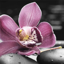 Схема вышивки «Орхидея на камнях»