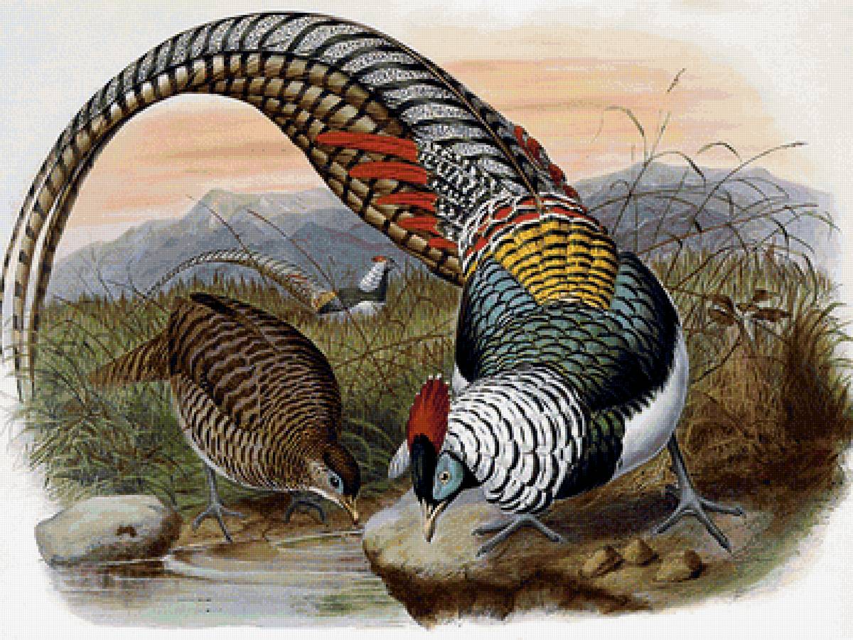 Серия "Птицы". Фазаны - фауна, птицы, фазаны - предпросмотр